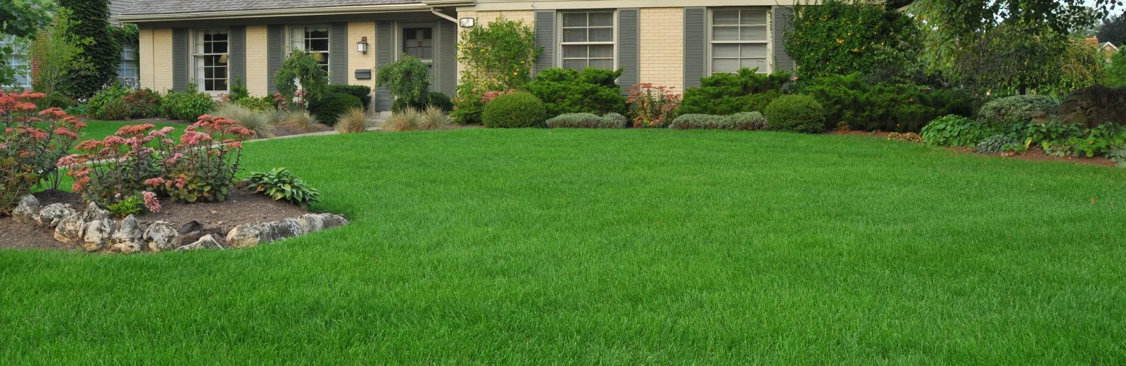 green-lush-lawn
