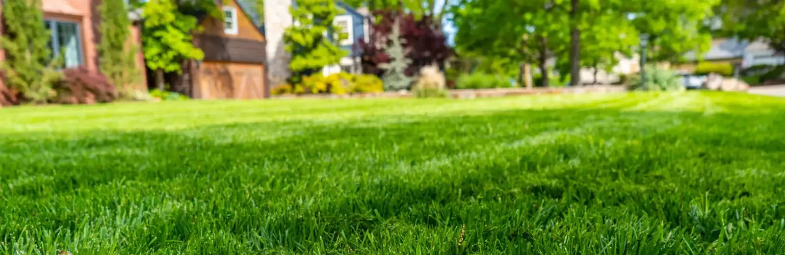 green-healthy-grass